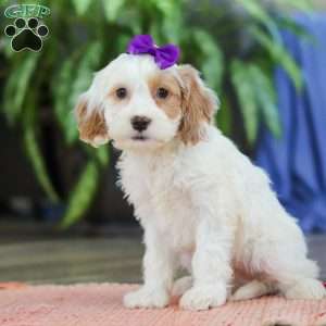 Chloe, Cockapoo Puppy